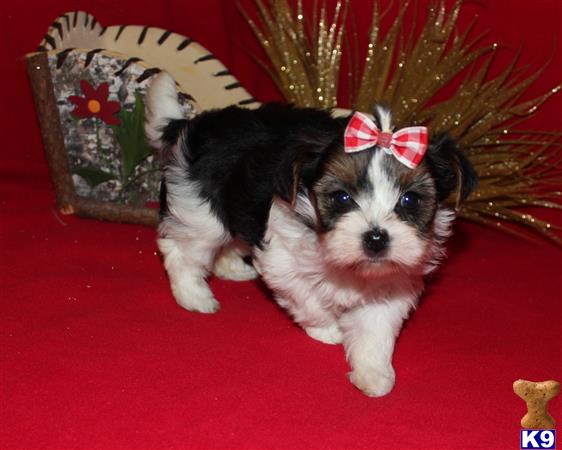 Biewer stud dog: Biewer puppy with black, white, and tan coat, wearing a bow
