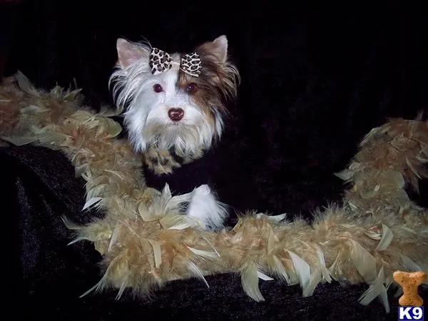Yorkshire Terrier stud dog: a yorkshire terrier dog with a crown