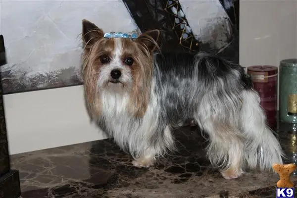 Yorkshire Terrier stud dog: a yorkshire terrier dog sitting on a counter