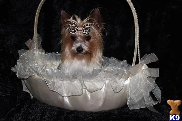 Yorkshire Terrier stud dog: a yorkshire terrier dog in a plastic bag