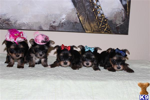 will my yorkie stay black and terrier puppy for sale regan tiny black and gold yorkie 4 years will my yorkie stay black and terrier puppy for sale regan tiny black and gold yorkie 4 years