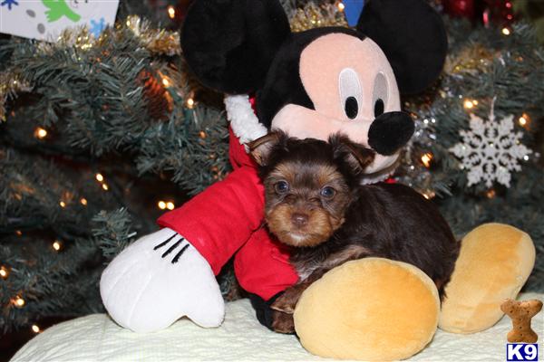 yorkie puppies for sale in riverside ca terrier puppy for sale tiny chocolate yorkie for sale in riverside 5 yorkie puppies for sale in riverside ca terrier puppy for sale tiny chocolate yorkie for sale in riverside 5