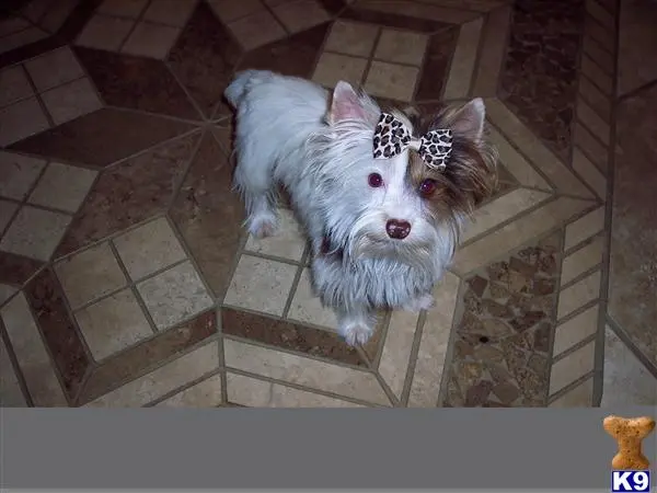 Yorkshire Terrier stud dog: a yorkshire terrier dog standing on a tile floor