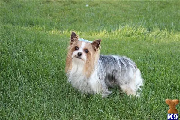 Yorkshire Terrier stud dog: a yorkshire terrier dog sitting in the grass
