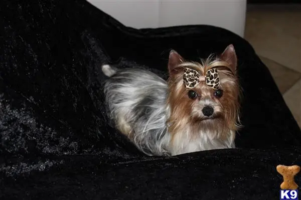 Yorkshire Terrier stud dog: a yorkshire terrier dog lying on a black blanket