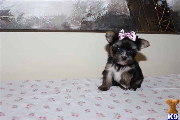 will my yorkie stay black and terrier puppy for sale regan tiny black and gold yorkie 4 years will my yorkie stay black and terrier puppy for sale regan tiny black and gold yorkie 4 years