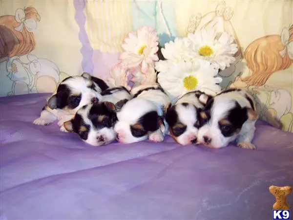 Yorkshire Terrier stud dog: a group of yorkshire terrier puppies on a bed