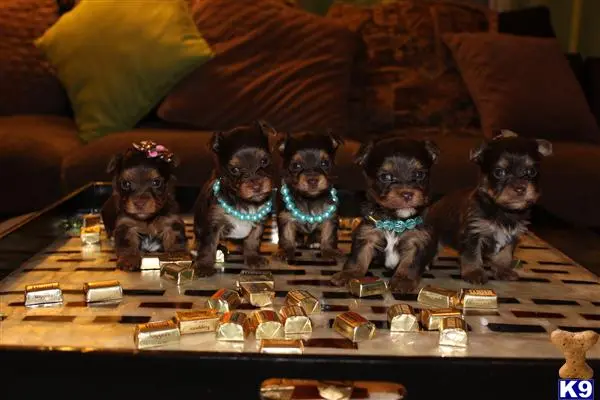 Yorkshire Terrier stud dog: a group of yorkshire terrier dogs sitting on a couch