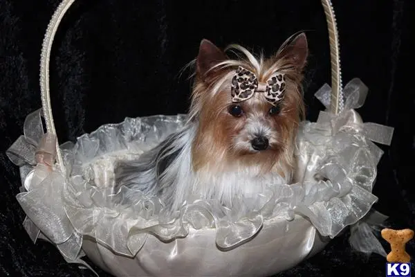 Yorkshire Terrier stud dog: a yorkshire terrier dog in a plastic bag