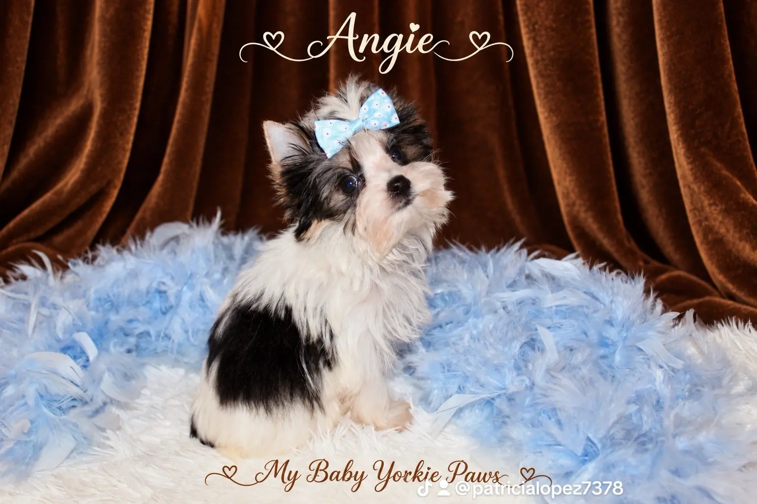 Yorkshire Terrier puppy for sale: Black and white Yorkshire Terrier with a blue bow, sitting on soft fabric