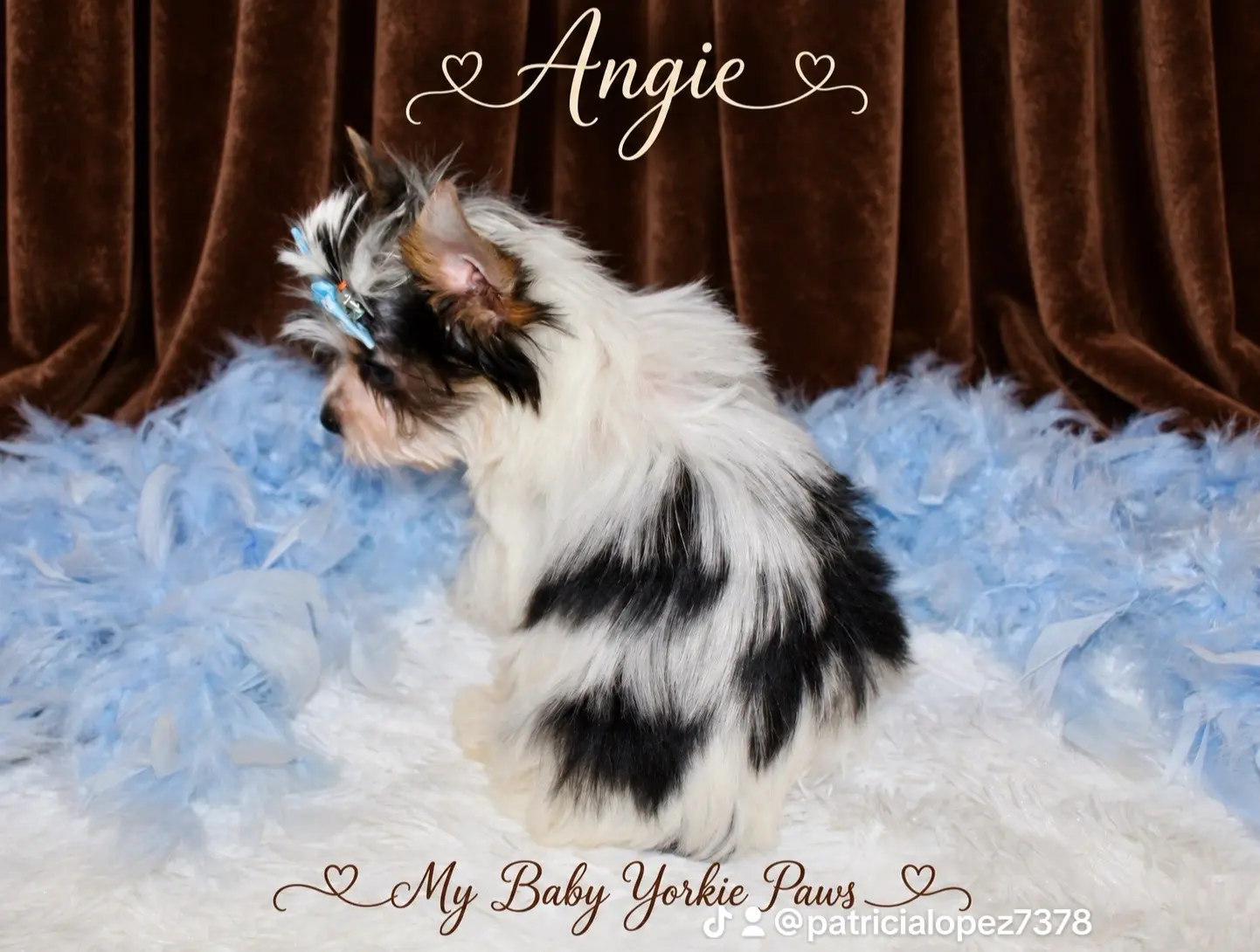Yorkshire Terrier puppy for sale: Black and white Yorkshire Terrier with a blue bow, sitting on fluffy background