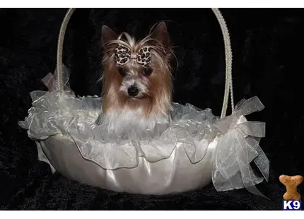 Yorkshire Terrier stud dog: a yorkshire terrier dog in a plastic bag