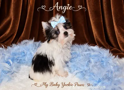 Yorkshire Terrier puppy for sale: Black and white Yorkshire Terrier with a blue bow, sitting on soft fabric