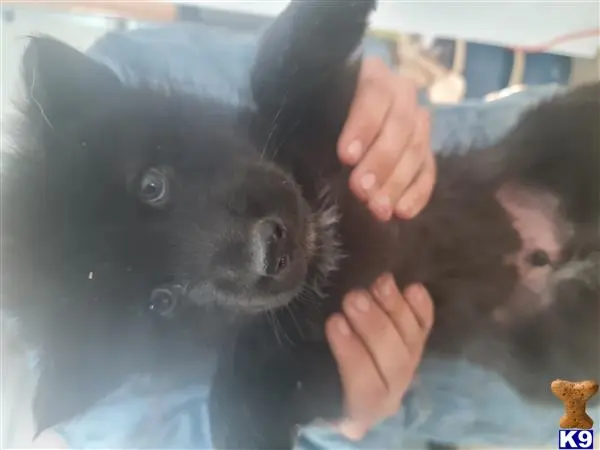 Wolf Dog puppy for sale: a person holding a black wolf dog dog