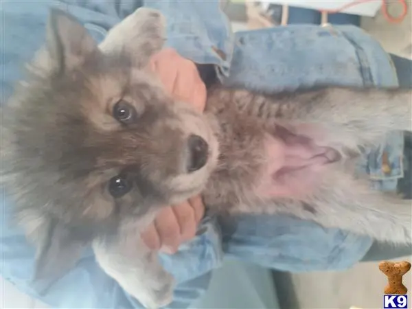 Wolf Dog puppy for sale: a person holding a wolf dog dog