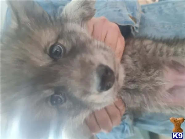 Wolf Dog puppy for sale: a person holding a furry animal
