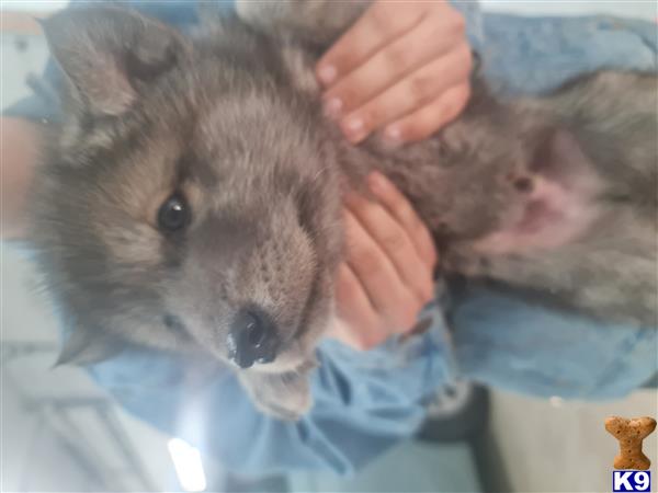 a person holding a wolf dog dog