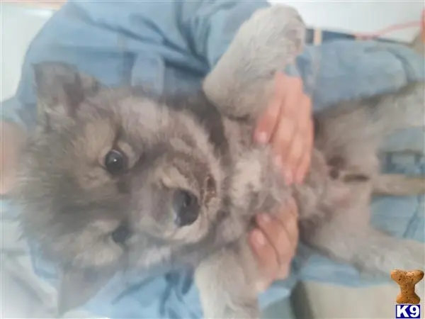 Wolf Dog puppy for sale: a person holding a wolf dog dog