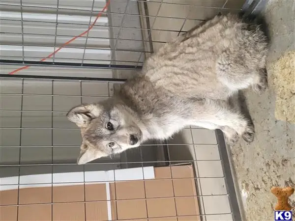 Wolf Dog puppy for sale: a raccoon in a cage