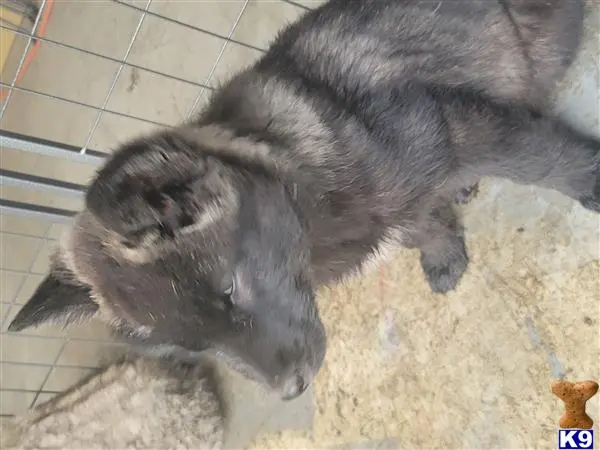 Wolf Dog puppy for sale: a cat lying on a cage