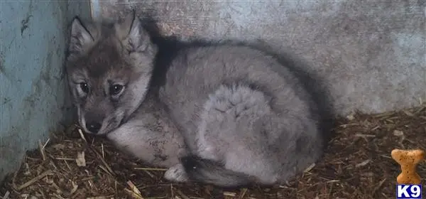 Wolf Dog puppy for sale: a wolf lying down