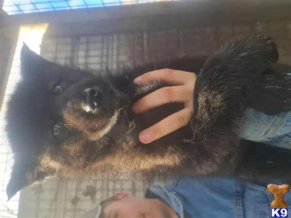 Wolf Dog puppy for sale: a person holding a wolf dog dog
