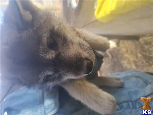 Wolf Dog puppy for sale: a rabbit lying on a blanket