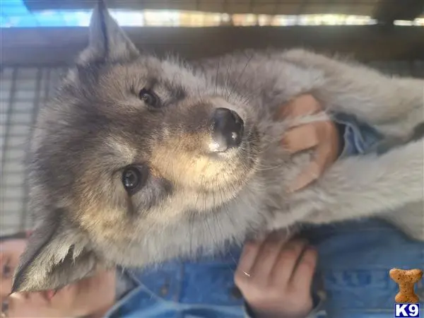 Wolf Dog puppy for sale: a person holding a small animal
