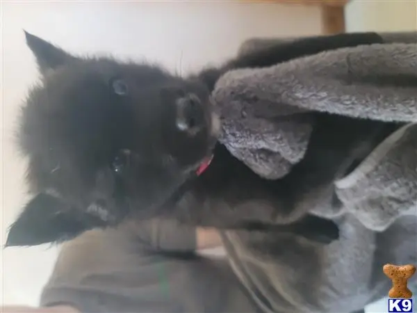 Wolf Dog puppy for sale: a wolf dog dog lying on a blanket