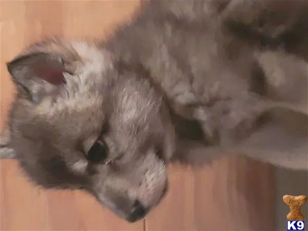 Wolf Dog puppy for sale: a wolf dog dog lying on the floor