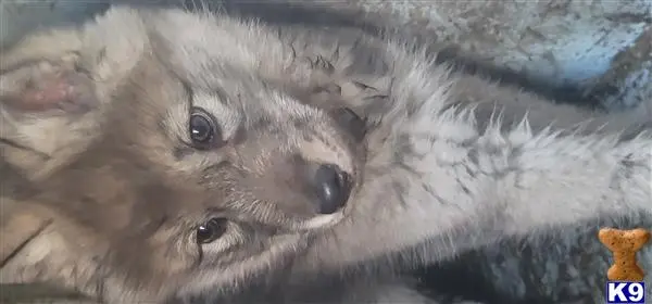 Wolf Dog puppy for sale: a wolf dog dog lying on the ground