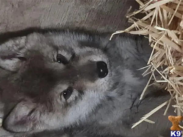 Wolf Dog puppy for sale: a furry animal lying on the ground