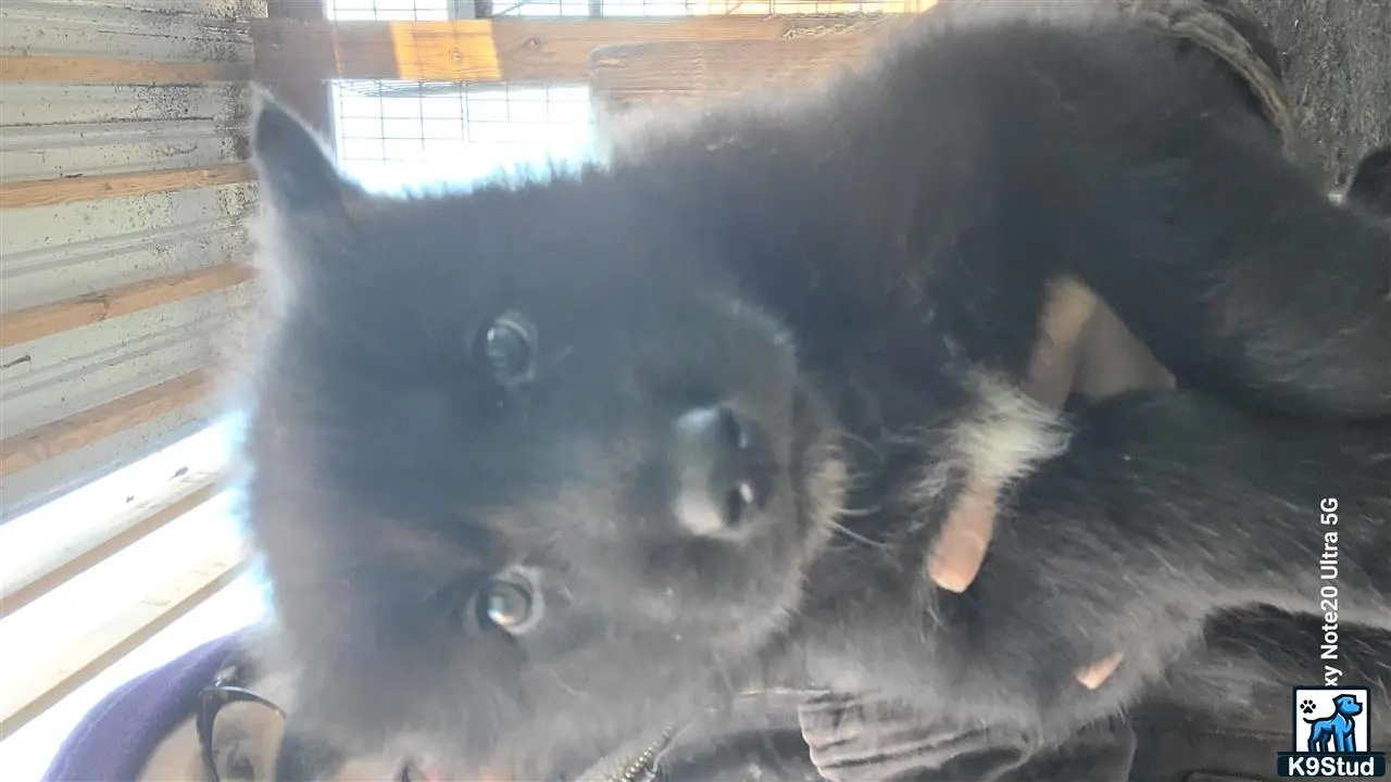 Wolf Dog puppy for sale: a wolf dog dog lying on a couch
