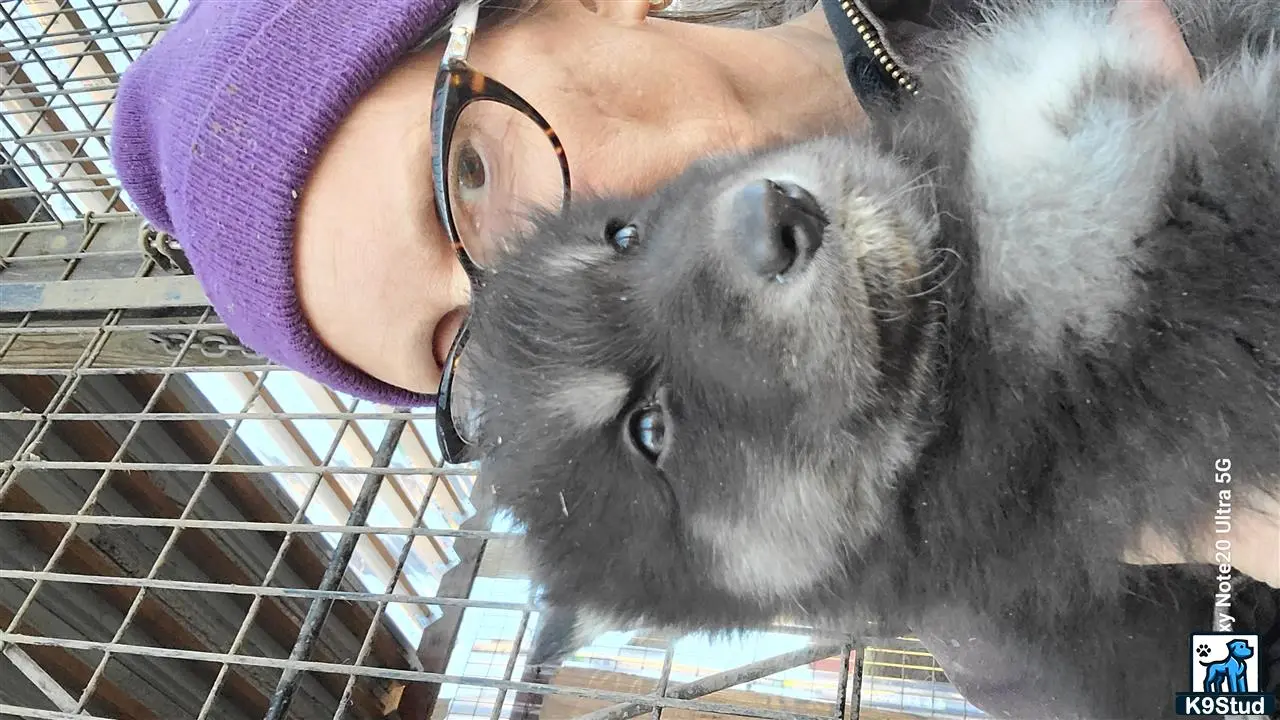 Wolf Dog puppy for sale: a wolf dog dog licking another wolf dog dog