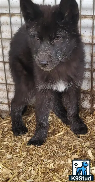 Wolf Dog puppy for sale: a black and white wolf dog dog