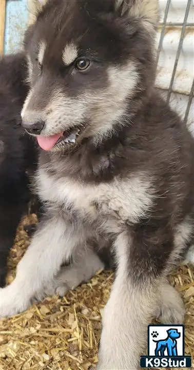 Wolf Dog puppy for sale: a wolf dog dog with its tongue out