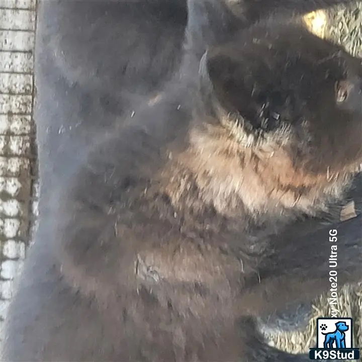 Wolf Dog puppy for sale: a map of a city