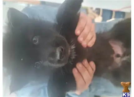 Wolf Dog puppy for sale: a person holding a black wolf dog dog