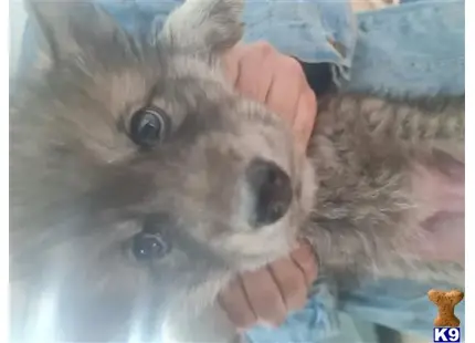 Wolf Dog puppy for sale: a person holding a furry animal