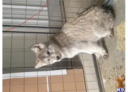 Wolf Dog puppy for sale: a raccoon in a cage