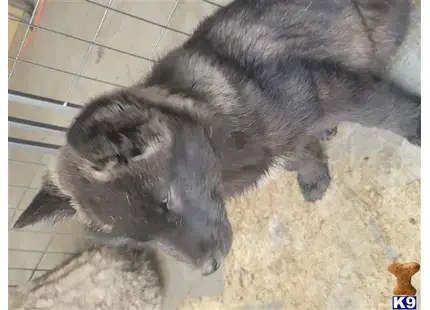 Wolf Dog puppy for sale: a cat lying on a cage