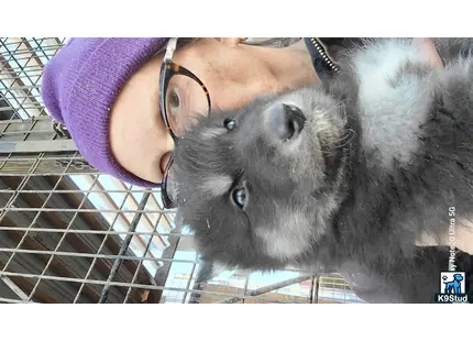 Wolf Dog puppy for sale: a wolf dog dog licking another wolf dog dog