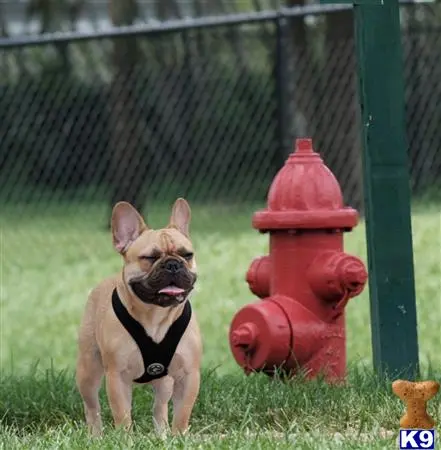 French Bulldog stud dog