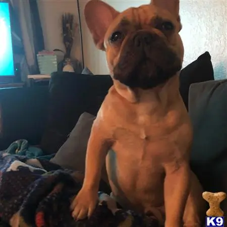 French Bulldog stud dog