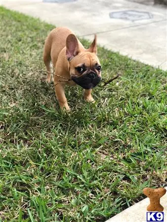 French Bulldog stud dog