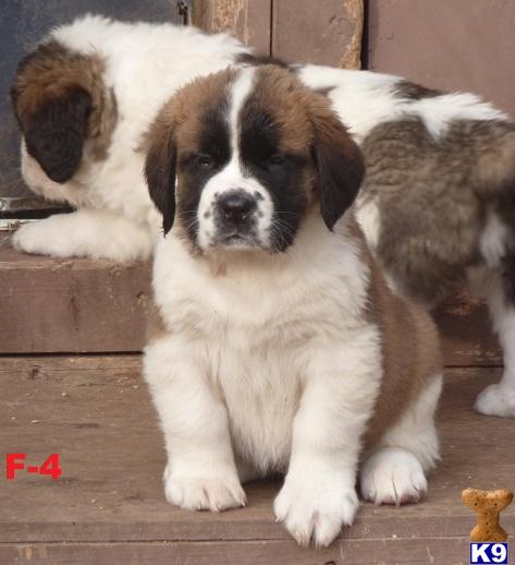 akc bernard puppies for sale bernard puppy for sale akc bernard puppies for sale 6 years akc bernard puppies for sale bernard puppy for sale akc bernard puppies for sale 6 years