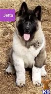 akita puppy posted by myaksaints
