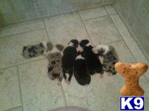 australian shepherd puppy posted by myaussiebabies