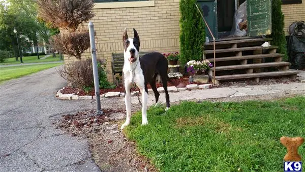 Great Dane female dog