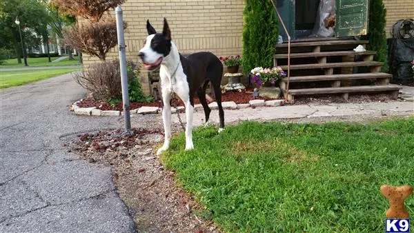 Great Dane female dog